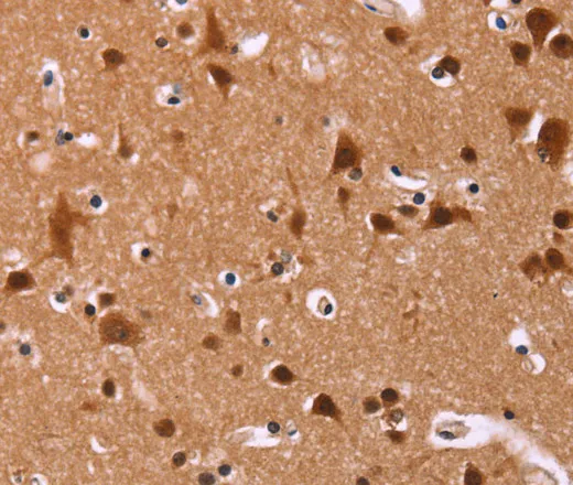 ART5 Polyclonal Antibody - image 1