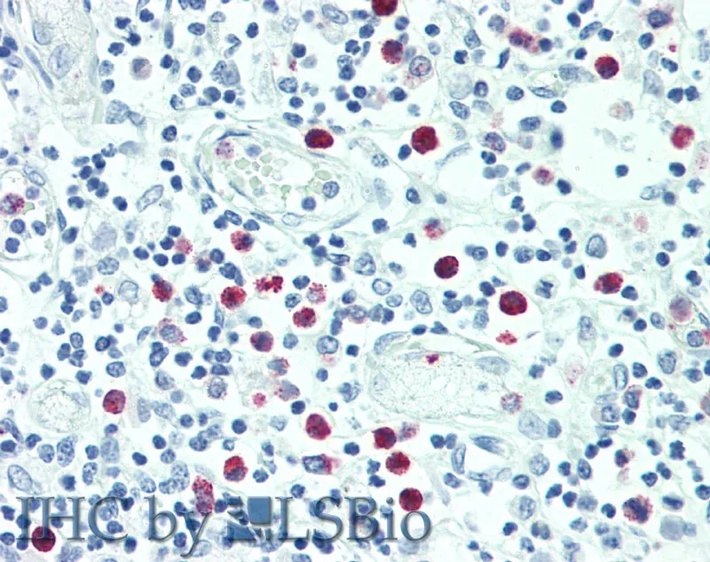 SRGN Polyclonal Antibody - image 1