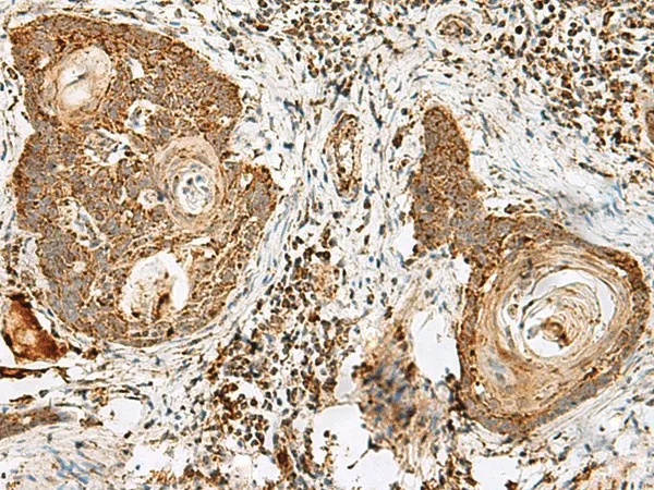 CD48 Polyclonal Antibody - image 1