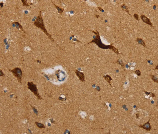 MRPL39 Polyclonal Antibody - image 2
