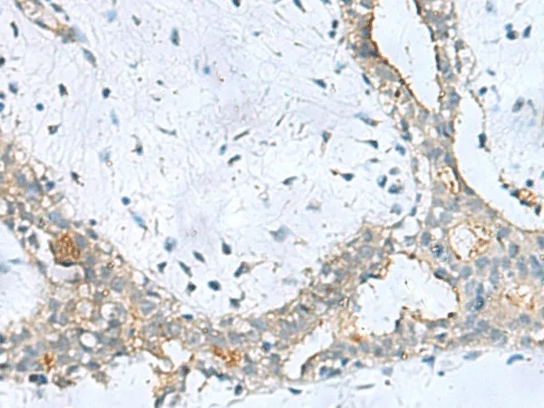 PPIC Polyclonal Antibody - image 2