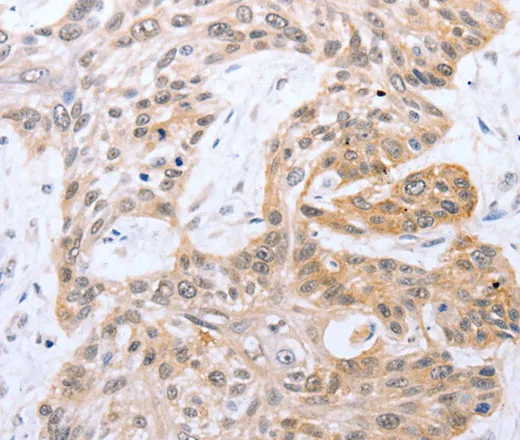 FADD Polyclonal Antibody - image 1