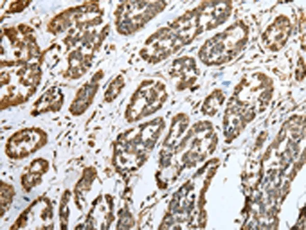 CNPY2 Polyclonal Antibody - image 1