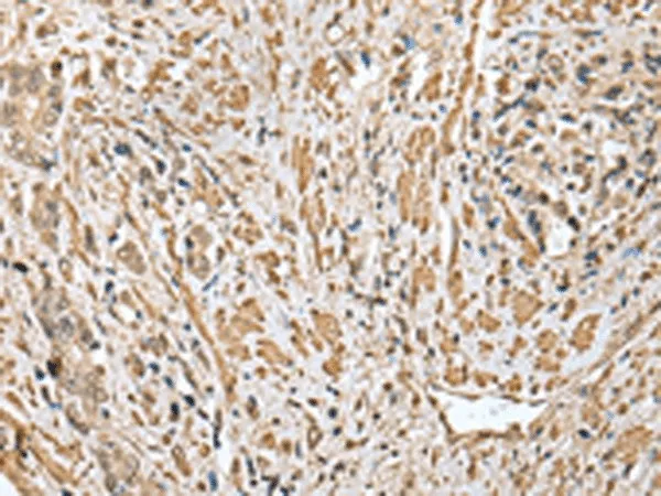 CNPY2 Polyclonal Antibody - image 2