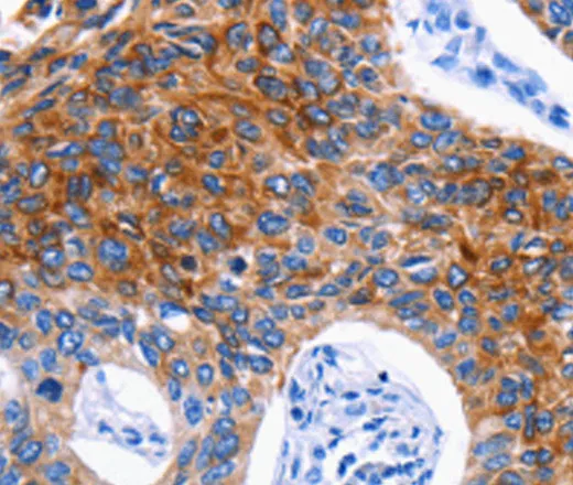 DRD4 Polyclonal Antibody - image 1