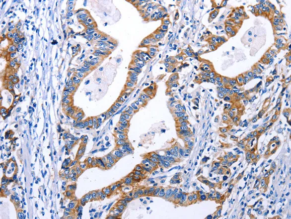 DRD4 Polyclonal Antibody - image 2