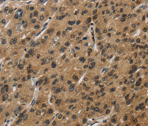 SYN1 Polyclonal Antibody - image 1