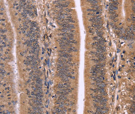 CLUAP1 Polyclonal Antibody - image 1
