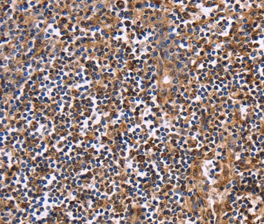 CLUAP1 Polyclonal Antibody - image 2
