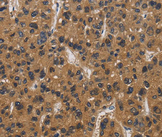 E2F4 Polyclonal Antibody - image 1