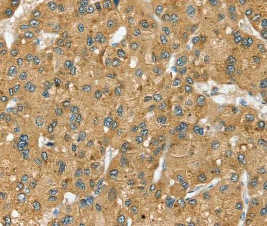 SEC14L2 Polyclonal Antibody - image 1