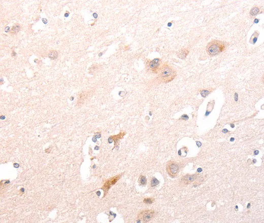 TRAF3IP1 Polyclonal Antibody - image 2
