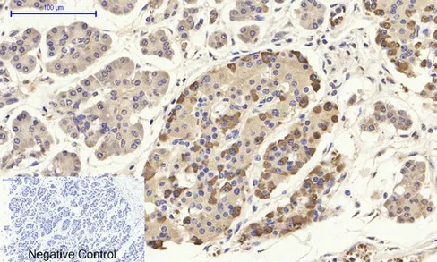 CD284 Polyclonal Antibody - image 1