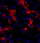 CD284 Polyclonal Antibody - image 2