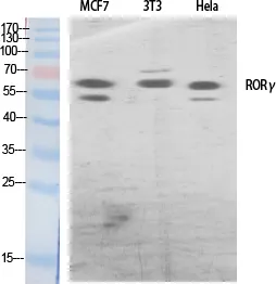 RORC Polyclonal Antibody - image 1