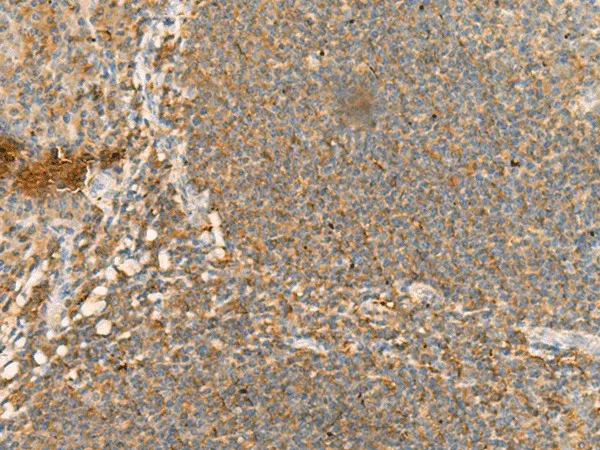 CD48 Polyclonal Antibody - image 1