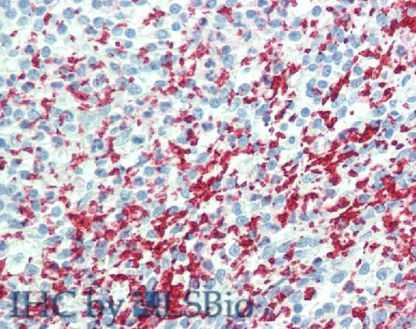 CD42b Polyclonal Antibody - image 1