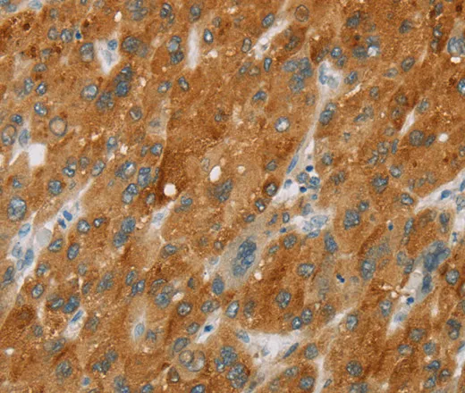 CYP2E1 Polyclonal Antibody - image 1