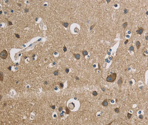 CYCS Polyclonal Antibody - image 1