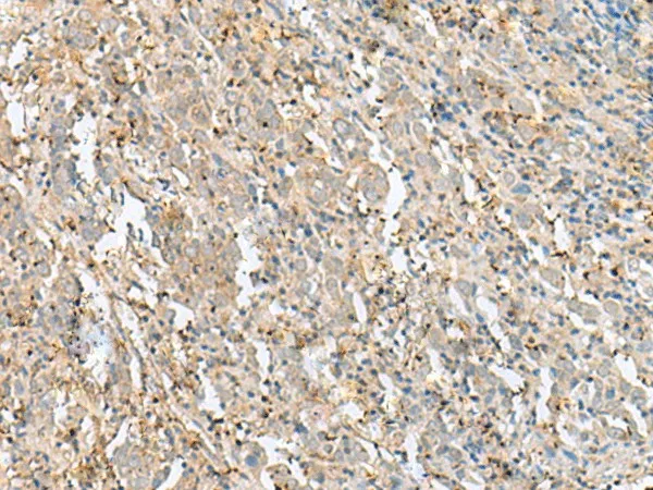 FLOT2 Polyclonal Antibody - image 1