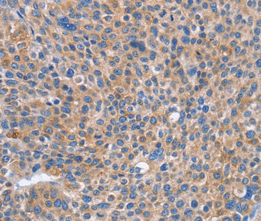 CD328 Polyclonal Antibody - image 1