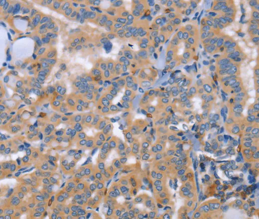 CD328 Polyclonal Antibody - image 2