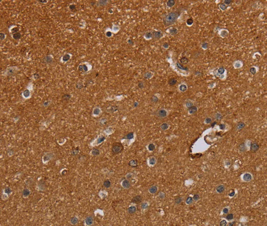 IFRD1 Polyclonal Antibody - image 1