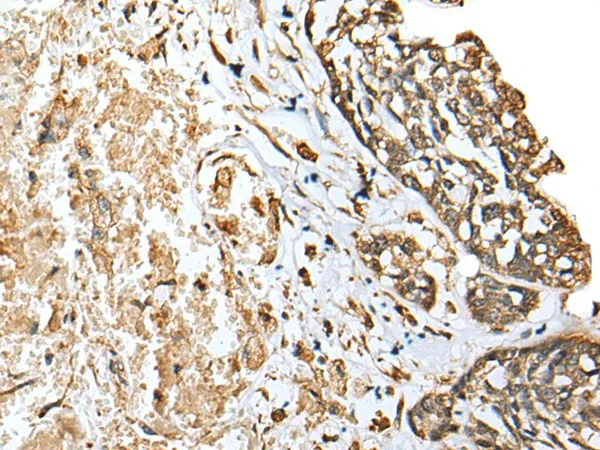 EEF1E1 Polyclonal Antibody - image 2