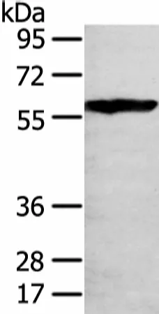 THAP4 Polyclonal Antibody - image 1