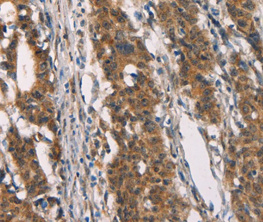 CD80 Polyclonal Antibody - image 1