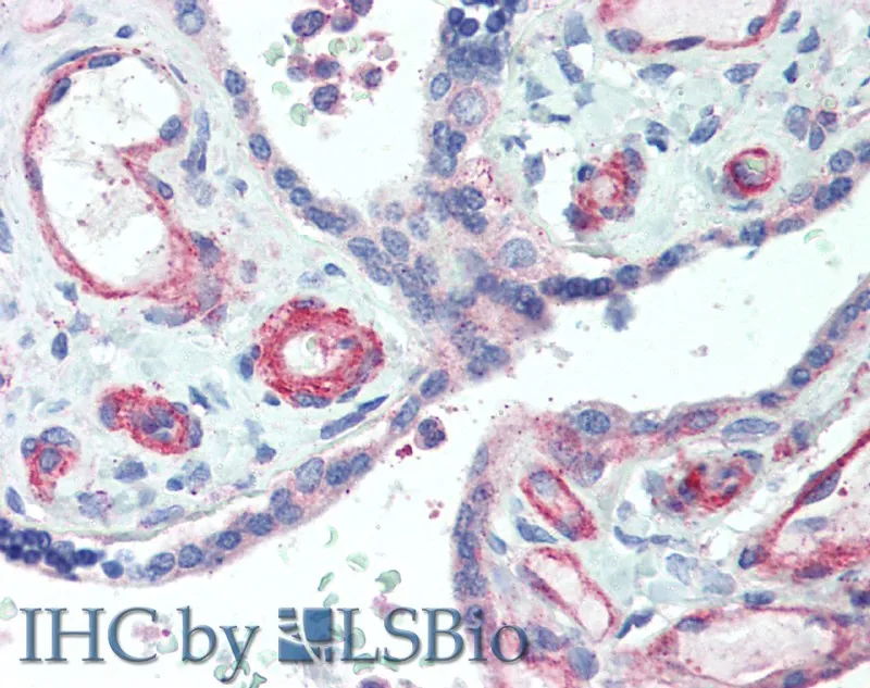 APOL2 Polyclonal Antibody - image 3