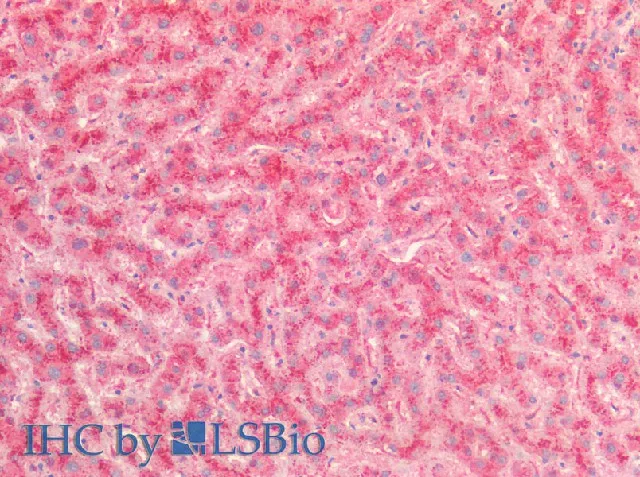 Cathepsin B Polyclonal Antibody - image 1