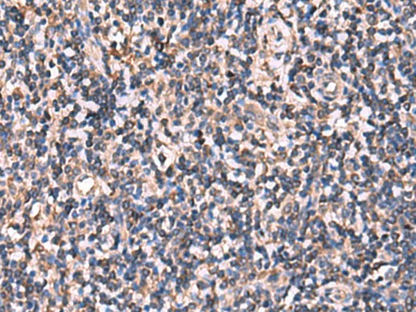 RHAG Polyclonal Antibody - image 1
