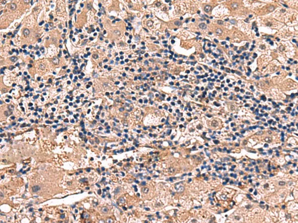 RHAG Polyclonal Antibody - image 2