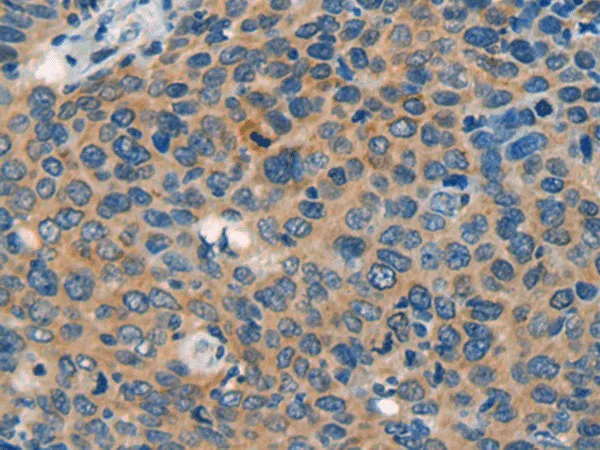 CASP4 Polyclonal Antibody - image 1