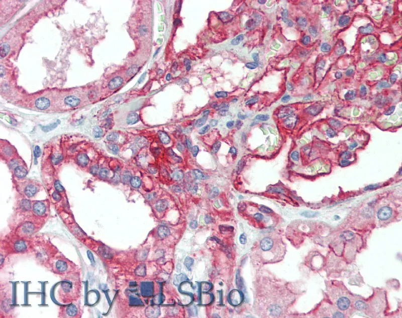 CD151 Polyclonal Antibody - image 1