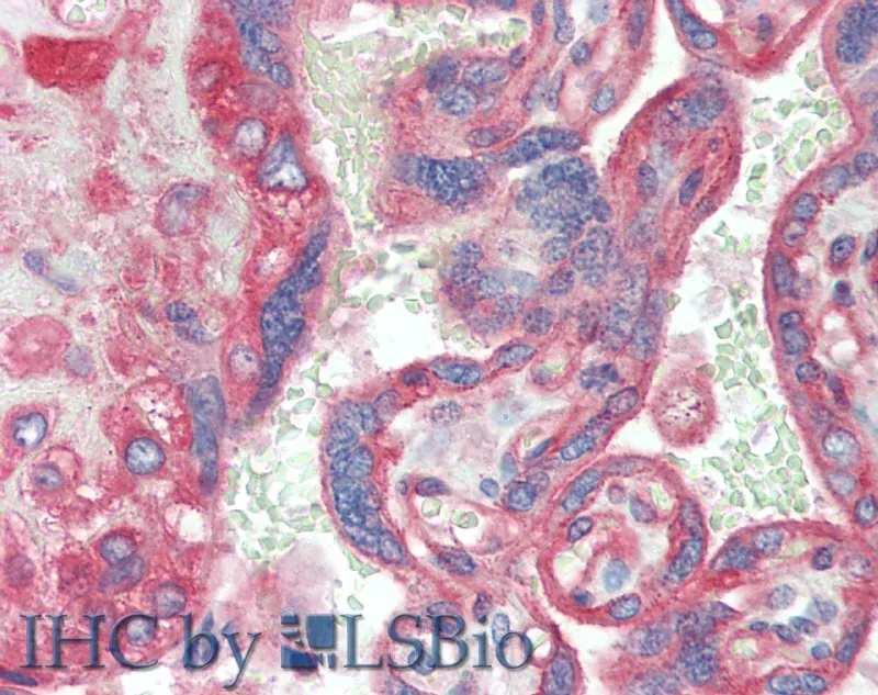 CD151 Polyclonal Antibody - image 2