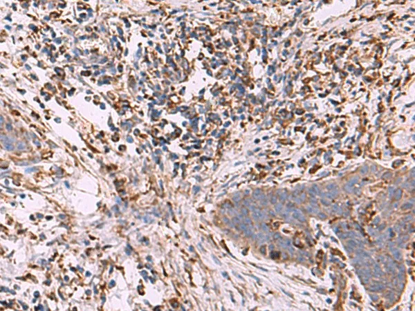 G6PC Polyclonal Antibody - image 1