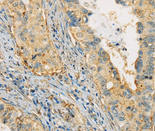 APOA4 Polyclonal Antibody - image 1
