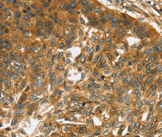 TNFSF15 Polyclonal Antibody - image 2