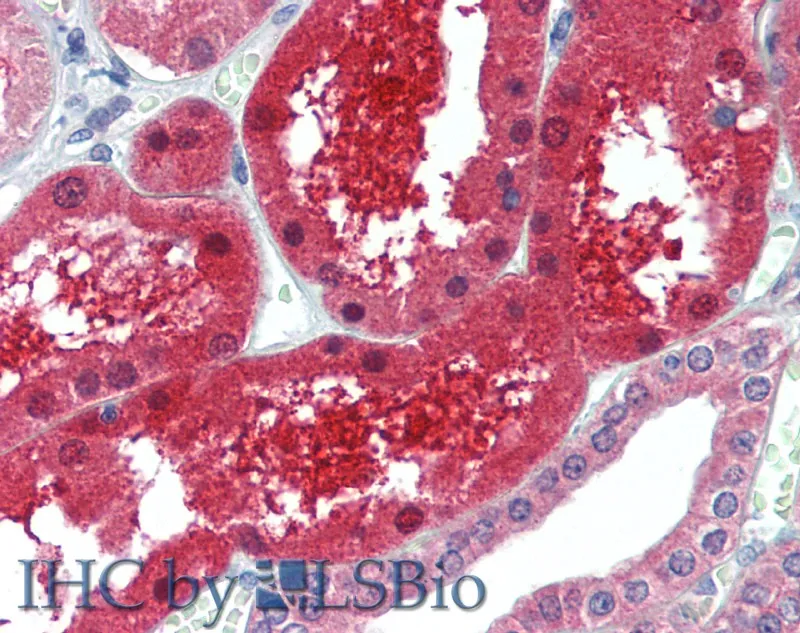 GPC6 Polyclonal Antibody - image 1