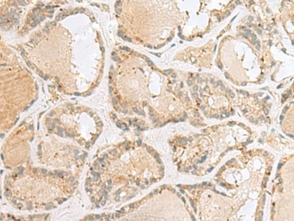 CNPY3 Polyclonal Antibody - image 1