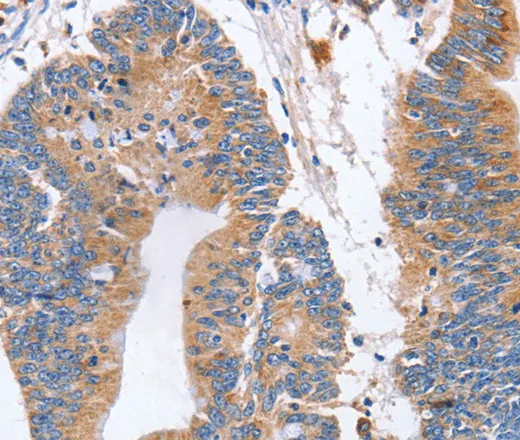 CD327 Polyclonal Antibody - image 1