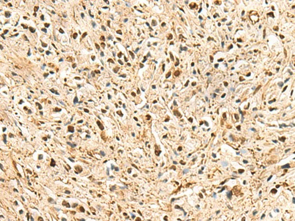 PSMA3 Polyclonal Antibody - image 1