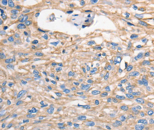 MVP Polyclonal Antibody - image 1