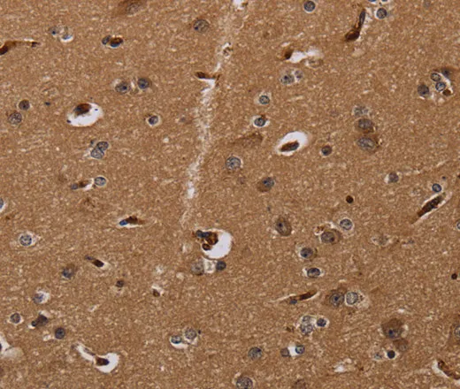 MOB1A Polyclonal Antibody - image 1