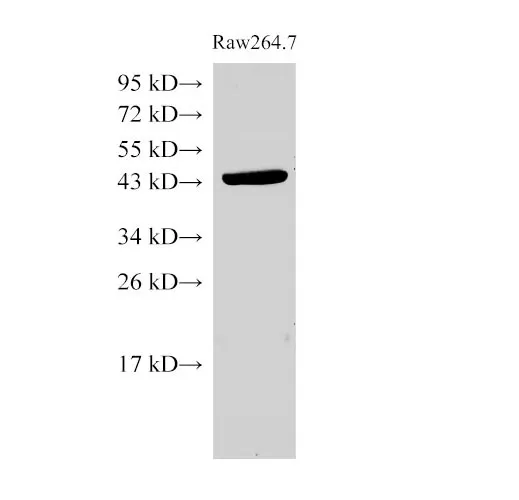Beta actin Polyclonal Antibody - image 1