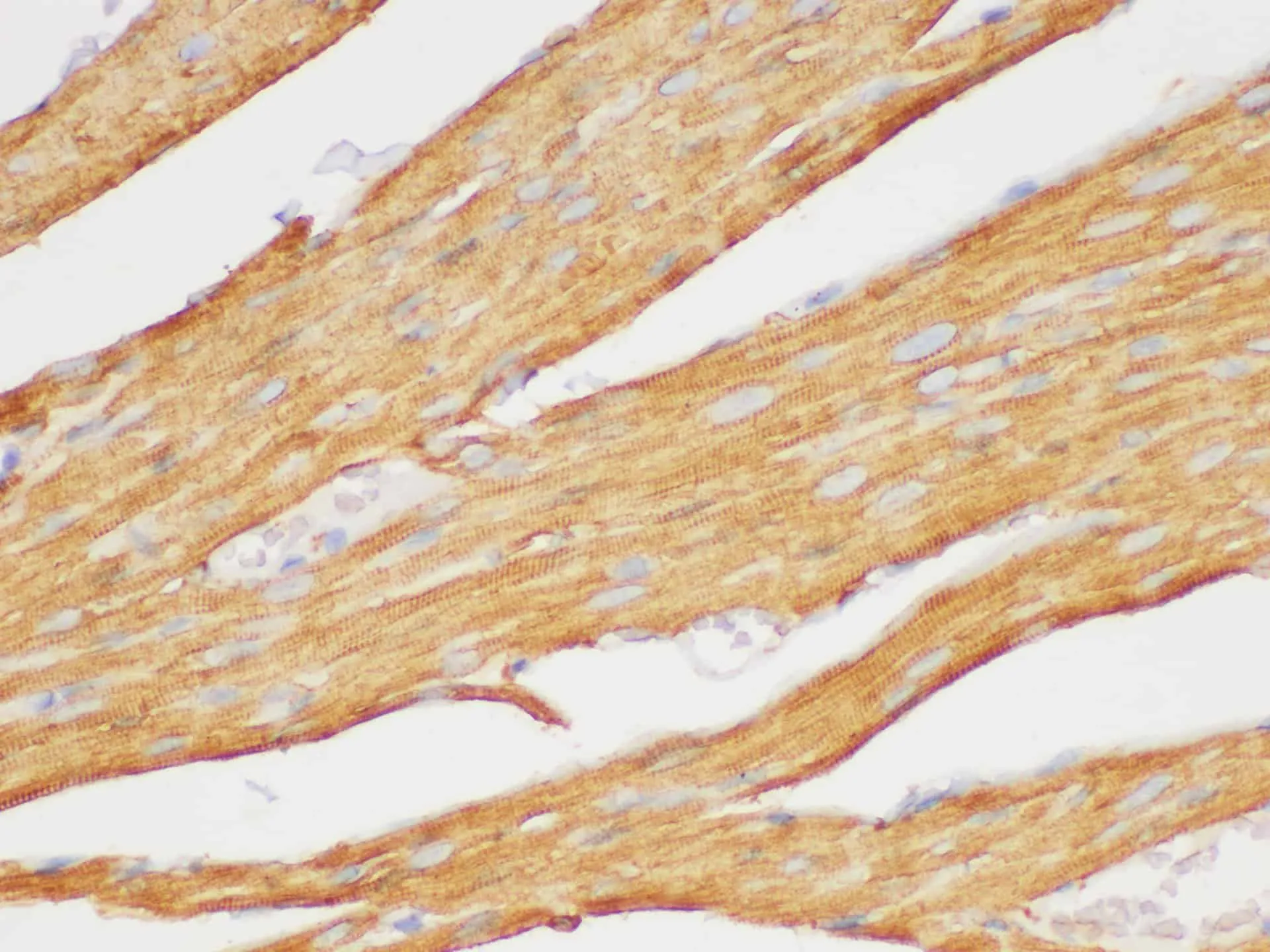 Beta actin Polyclonal Antibody - image 5