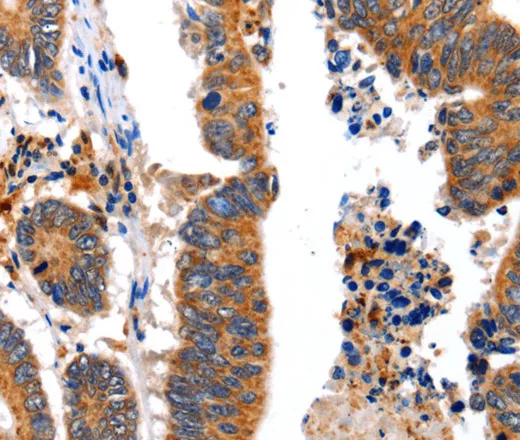 NCK1 Polyclonal Antibody - image 1