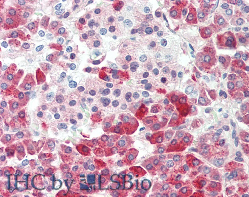 CPB1 Polyclonal Antibody - image 1